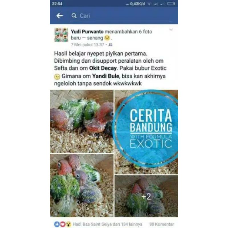 Exotic Bubur Pakan Lolohan Burung Kemasan Kardus 400gr Original