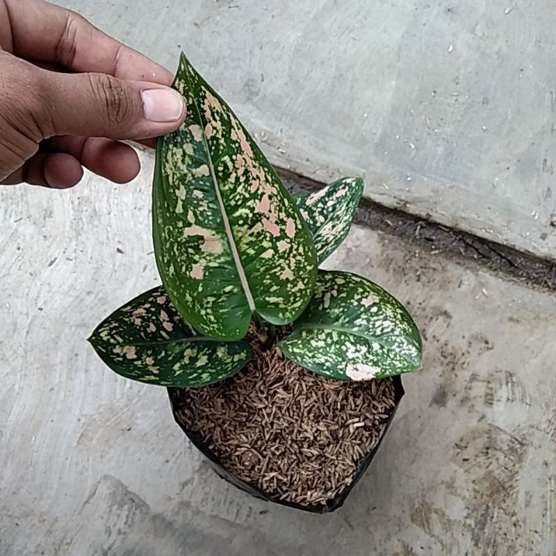 aglonema Ruby compacta