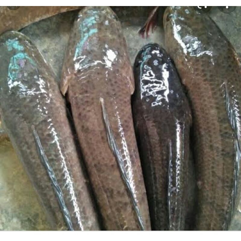 Jual Ikan Gabus Hidup Segar1kg Shopee Indonesia