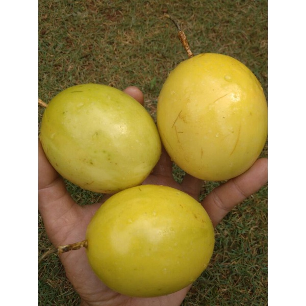 

VIT C BUAH MARKISA KUNING ASAM, MARKISA SUPER ORGANIK 1kg