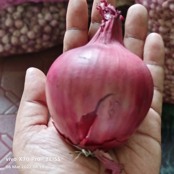 Bawang Bombay Bombay Merah Ukuran BESAR 1 KG