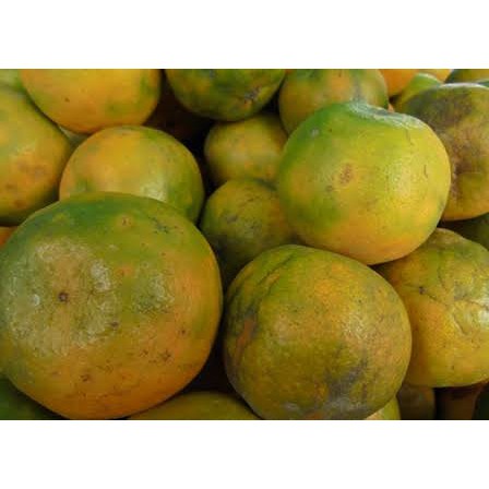 

Jeruk Garut Buah Segar Bandung