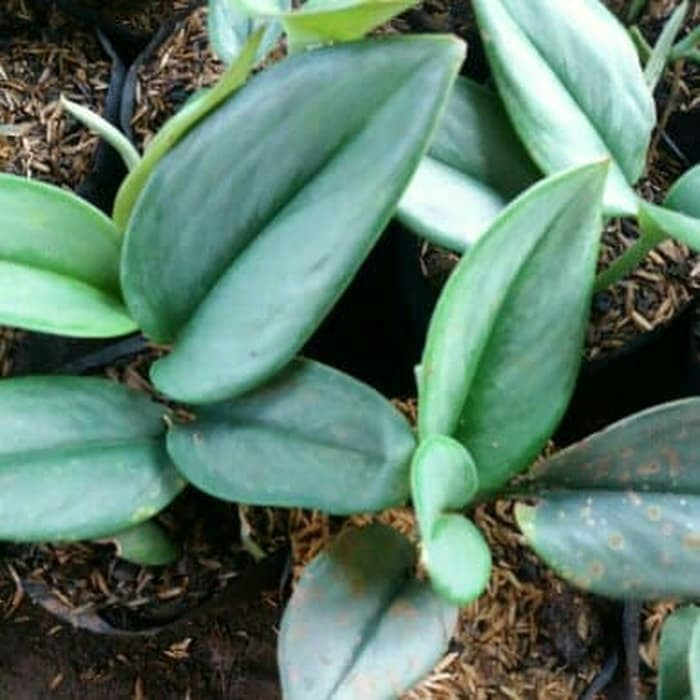 Tanaman Hias scindapsus moonlight