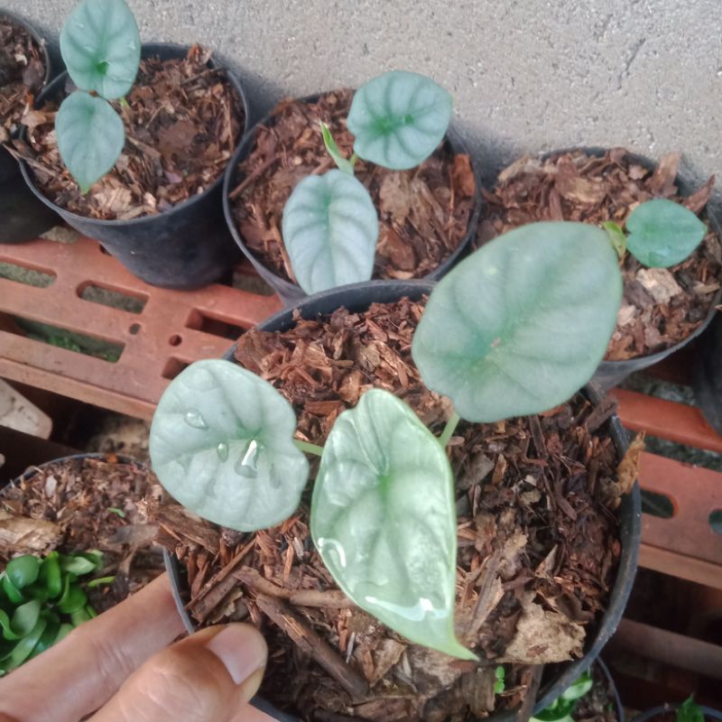 Alocasia Dragon Silver (baby) / Alocasia Silver