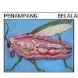 

Penampang belalang alat peraga pendidikan