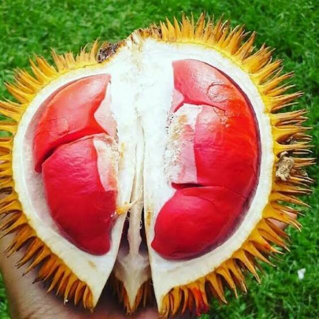 Bibit Durian Merah Kaki 3 (Jaminan Original)