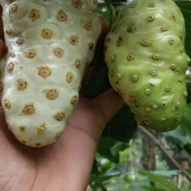 

Buah mengkudu/pace segar 500g