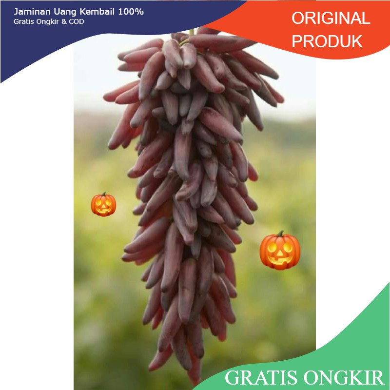 Bibit anggur importHalloween Ukraina. (hasil grafting) cepat berbuah