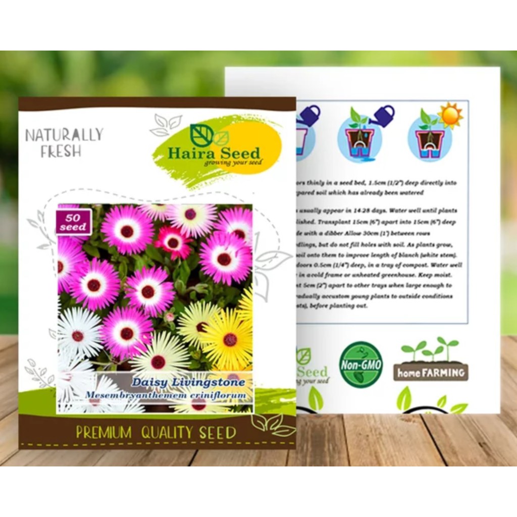 BIBIT BUNGA DAISY / DAISY LIVINGSTONE / HAIRA SEED / ASLI PABRIKAN