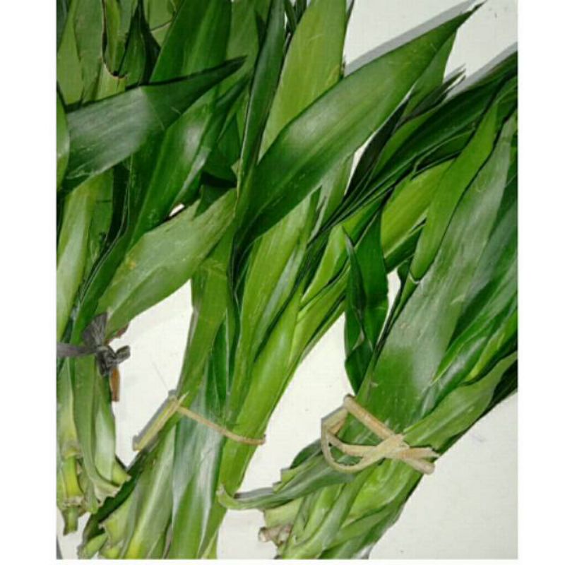 

sayuran daun pandan segar & fresh / 1ikat ( 250gr) di warunk juni