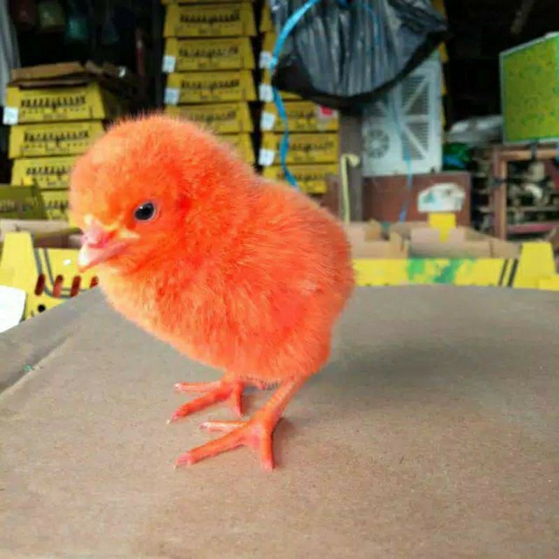 anak ayam warna warni lincah