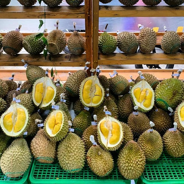 Bibit Tanaman Buah DURIAN MUSANG KING KAKI 3 Premium