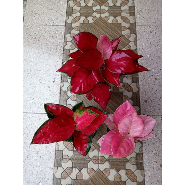 paket promo aglonema suksom jaipong/super red Queen/pink Katrina size dewasa daun 7-8-9+++