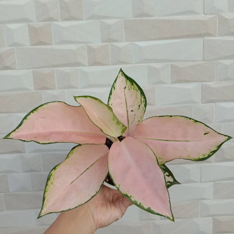 TANAMAN HIAS ANAKAN KOCHIN SUTRA // ANAKAN KOCHIN SUTRA