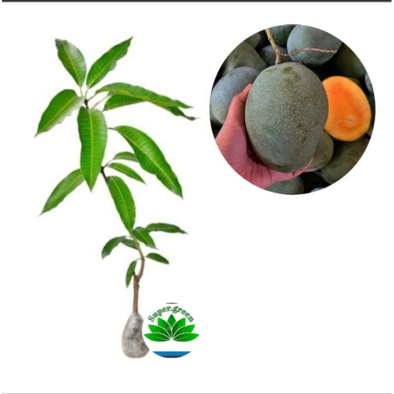 bibit buah mangga manalagi okulasi cepat berbuah