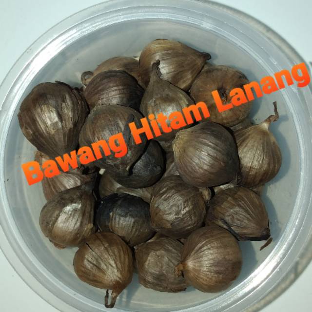 

Bawang Hitam Lanang