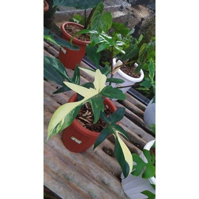 SALE Bibit bonggol philo florida beauty varigata murah