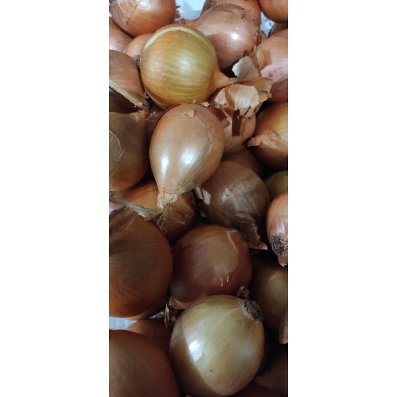 

Bawang Bombay 1.000 Gram / 1kg