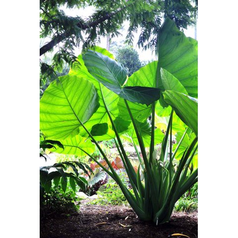 keladi raksasa colocasia gigantea / thailand giant