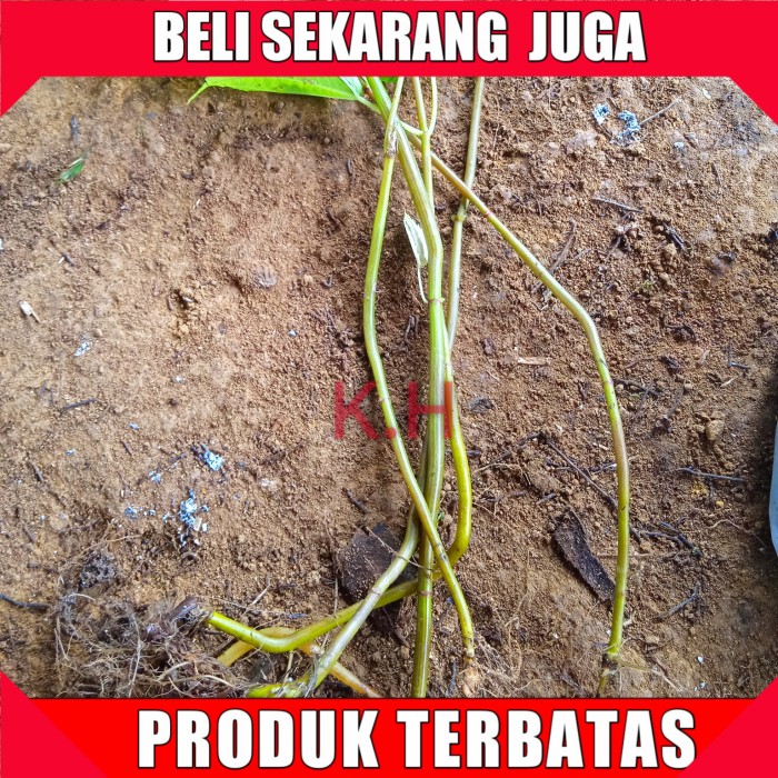 

Bibit Pohpohan sayur lalapan segar