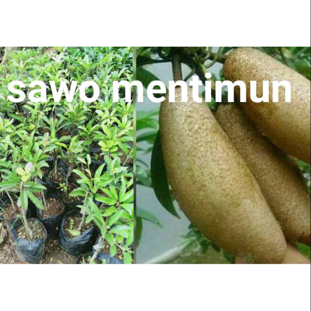 

Sawo mentimun