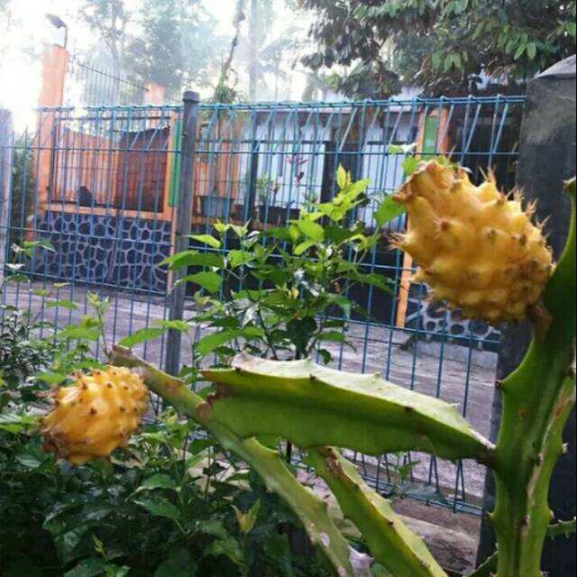 Bibit pohon buah naga kuning