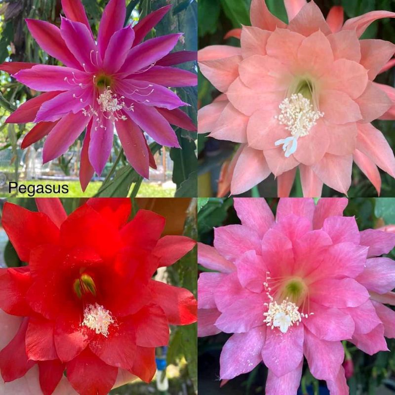 Paket 4 bunga Wijaya Kusuma - tanaman Wijaya kusuma