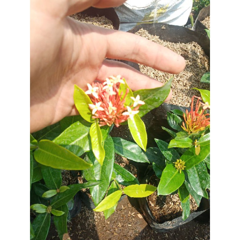 ASOKA MERAH MURAH besar