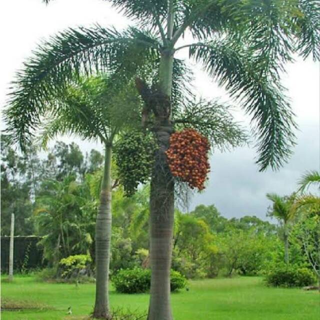 Bibit Palem Ekor Tupai Besar siap tanam