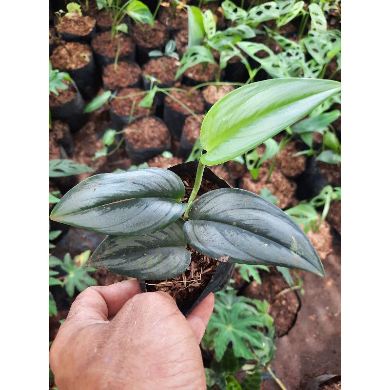 TANAMAN HIAS SCINDAPSUS TREUBI SCINDAPSUS MOONLIGHT