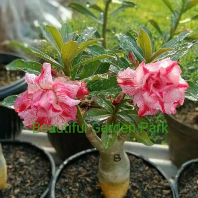 Tanaman Hias Adenium Kamboja Jepang / pohon Kamboja Jepang Adenium