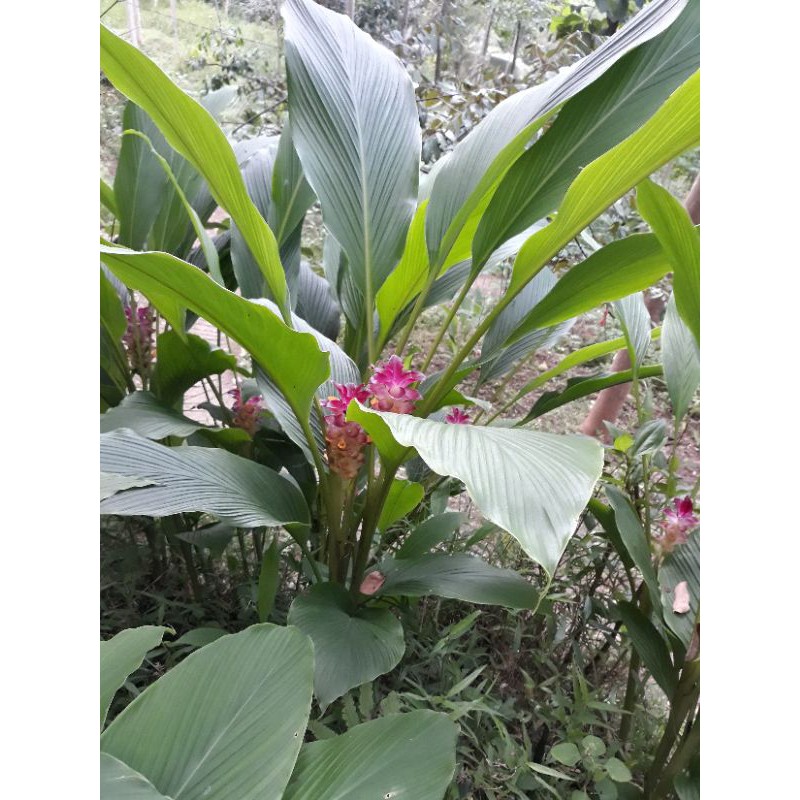 Bibit Temu Kuning Bunga Pink