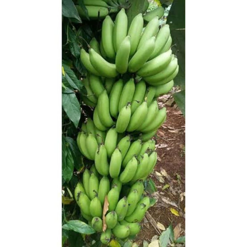 

pisang jantan