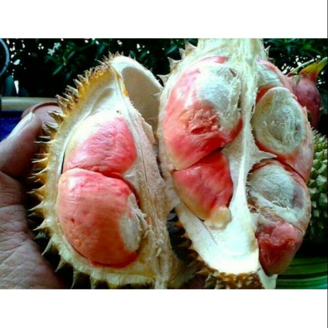 Bibit Durian Merah