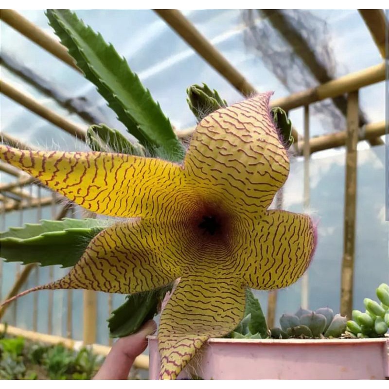 Stapelia gigantea cactus (kaktus yang bisa berbunga) sukulen kaktus