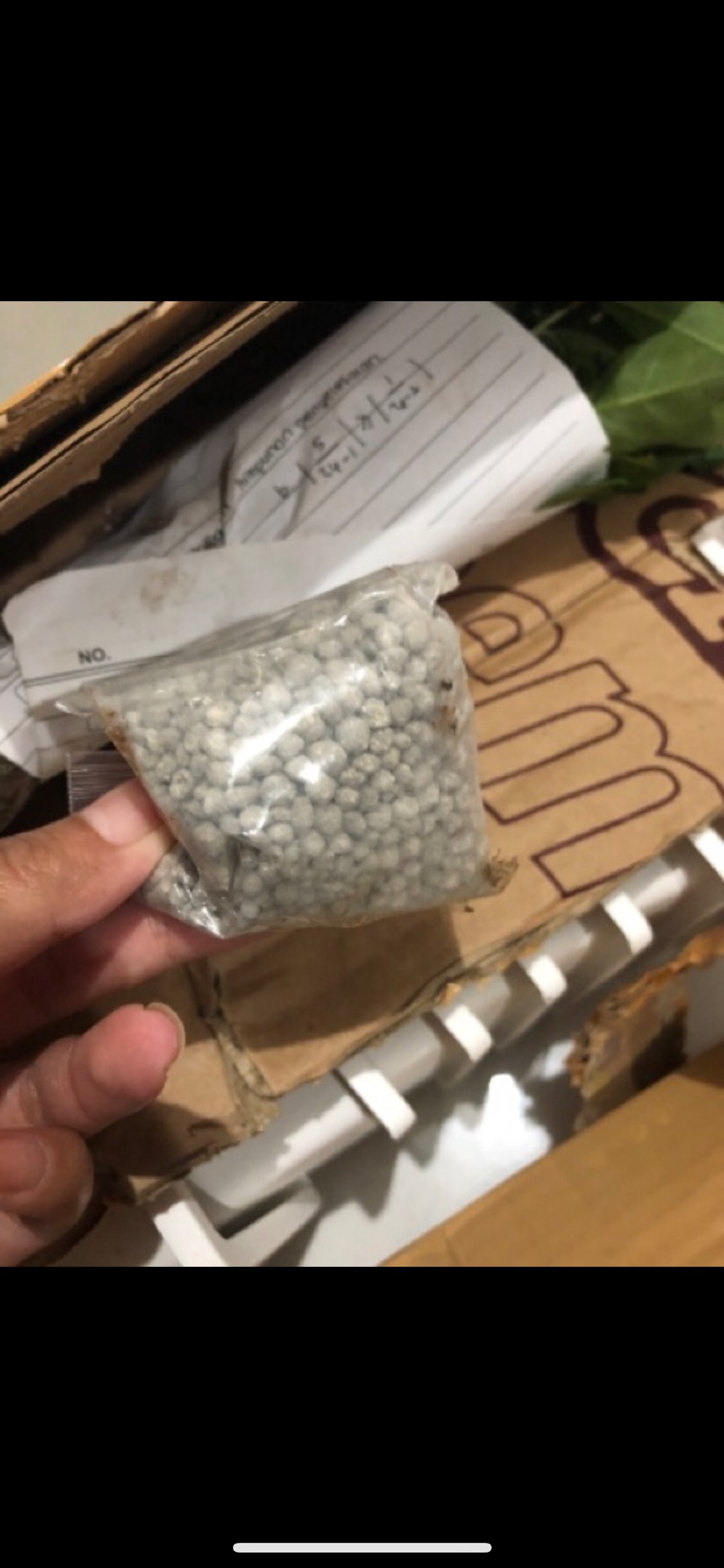 Tanaman Hias Sansevieria Cylindrica Snake Plant-sansivera