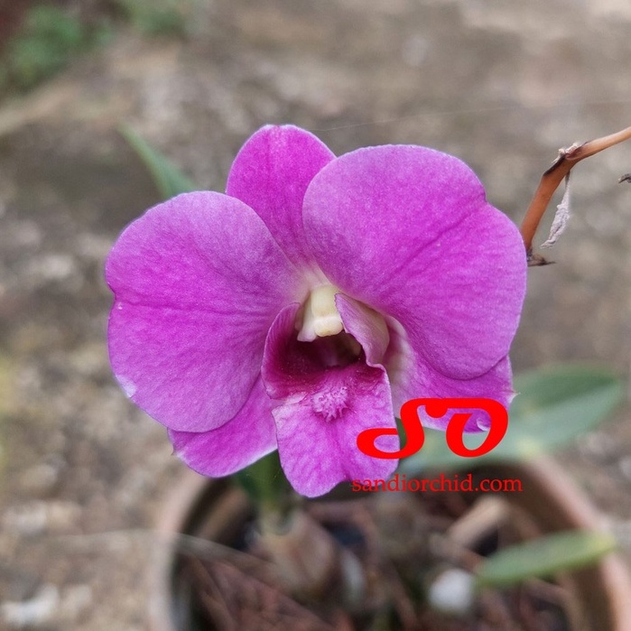 Dendrobium Mini Salaya Candy DEWASA