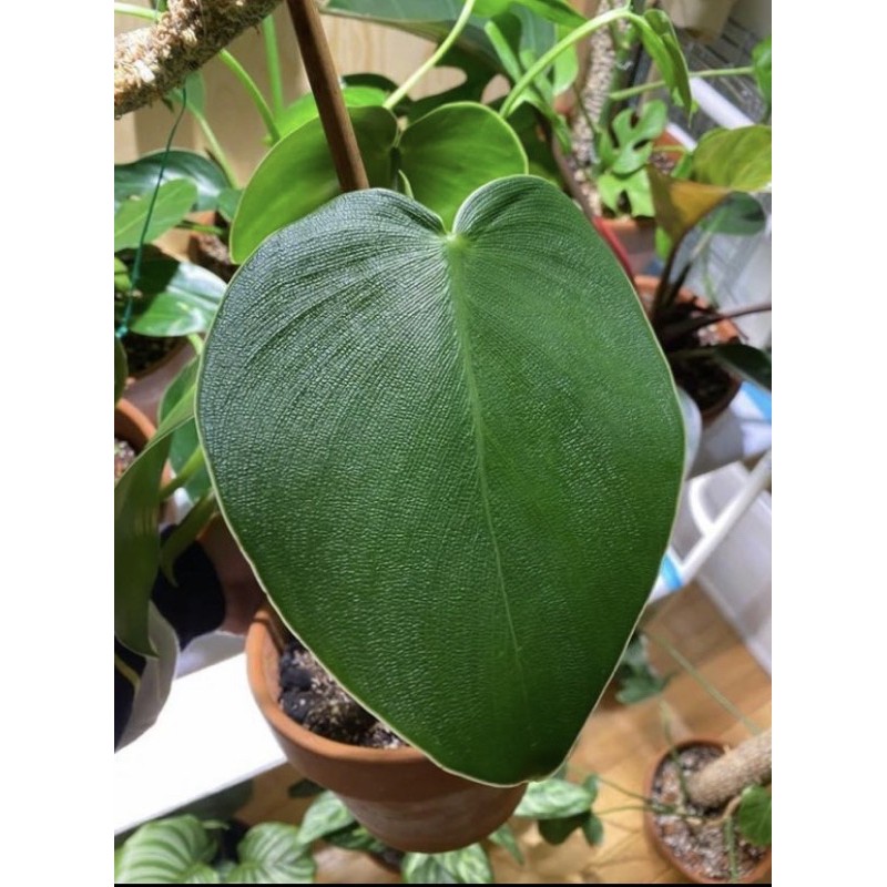 PROMO Philodendrom Rugosum-PigSkin Cutting Tunas - Tanaman Hias Bibit