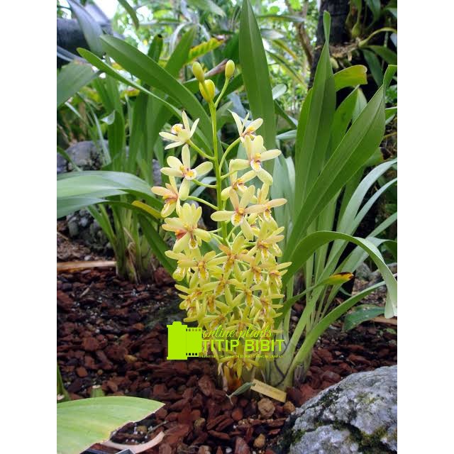 anggrek spesies Cymbidium chloranthum