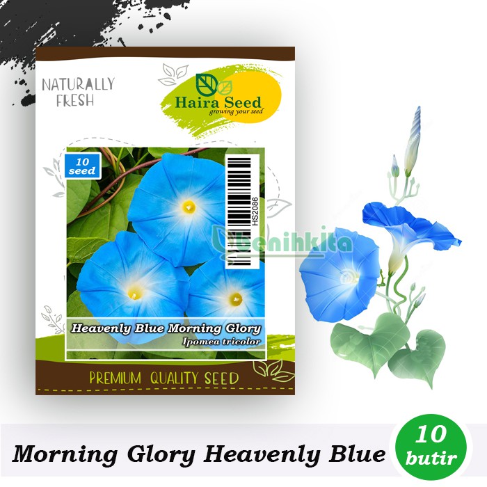 Benih-Bibit Bunga Morning Glory Heavenly Blue (Haira Seed)