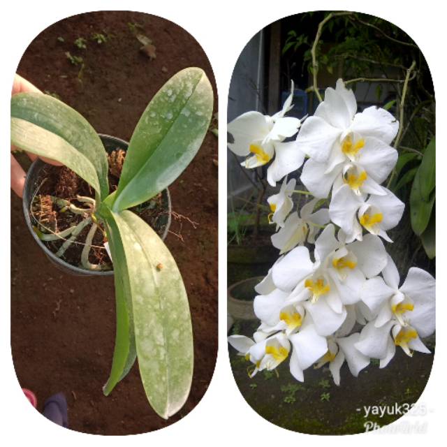 Phalaenopsis amabilis