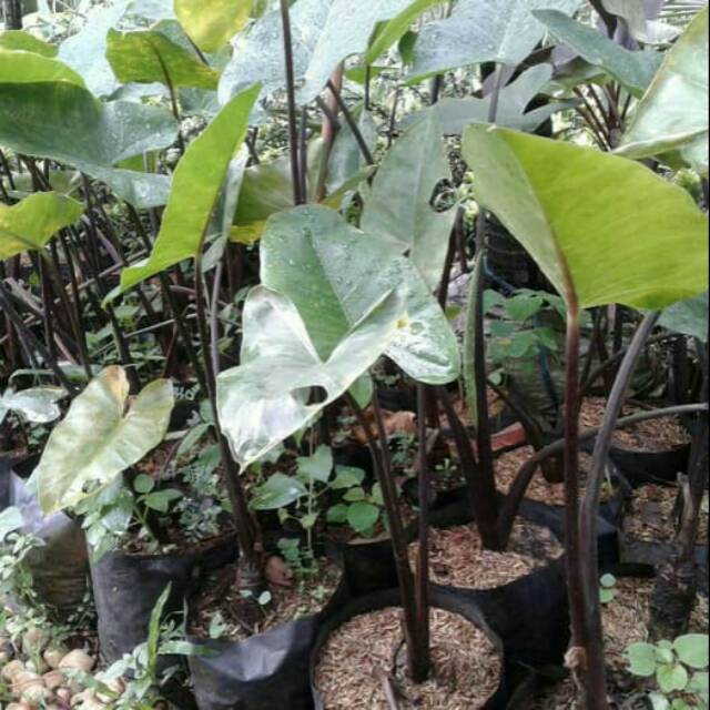 Bibit tanaman / pohon sente hitam / lompong hitam