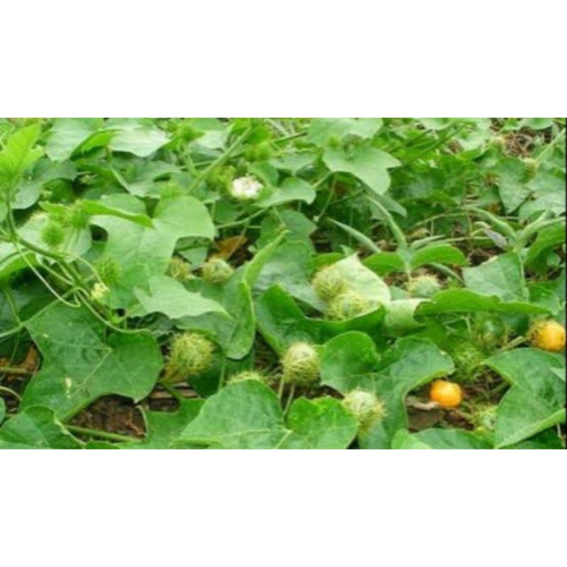 

buah rabusa isi 10biji⭐⭐⭐⭐⭐