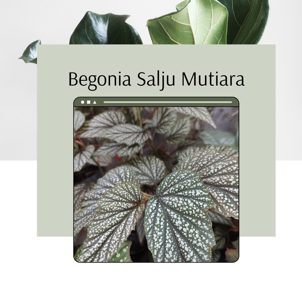 Begonia Salju Tanaman Hias Begonia Salju Murah Tanaman Begonia Salju