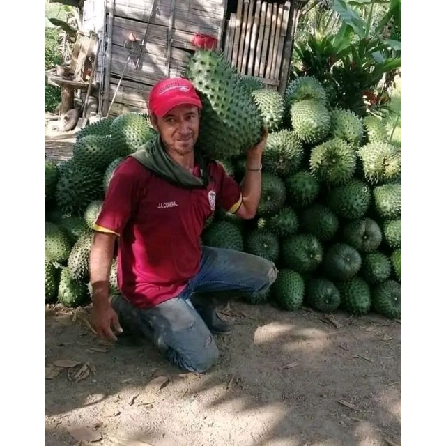 bibit sirsak madu jumbo super