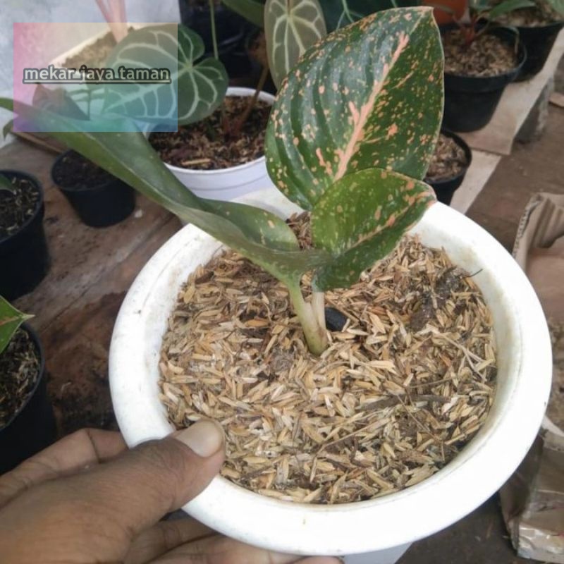 anakan Aglonema Stardust orange+pot