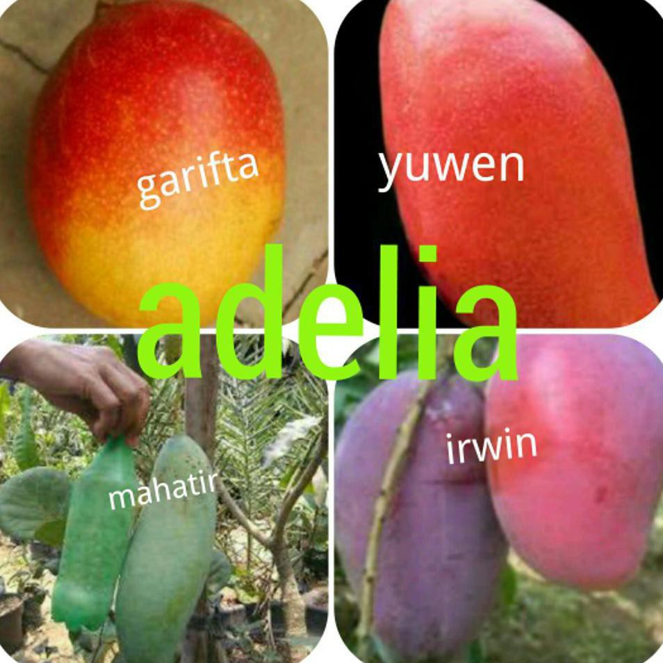 dm1 PAKET 4 BIBIT MANGGA GARIFTA YUWEN MAHATIR IRWIN kw import