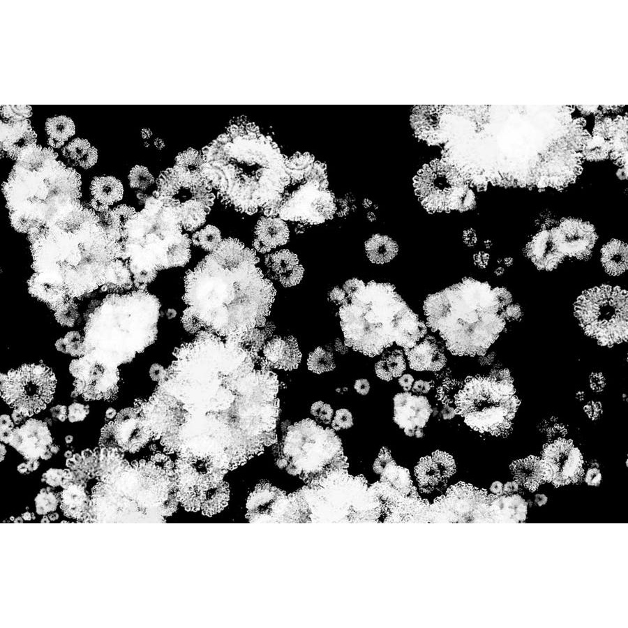 30 Freeze - Photoshop Stamp Brushes