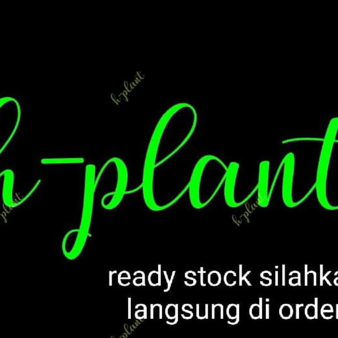 Re5T0Ck Bibit Tanaman Binahong Hijau (Obat Herbal) Khagreen
