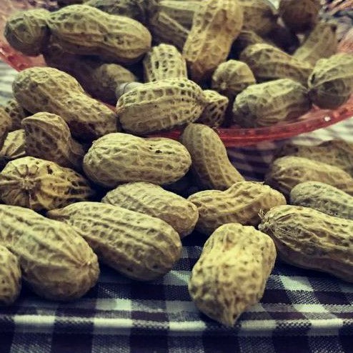 

kacang panggang murah enak